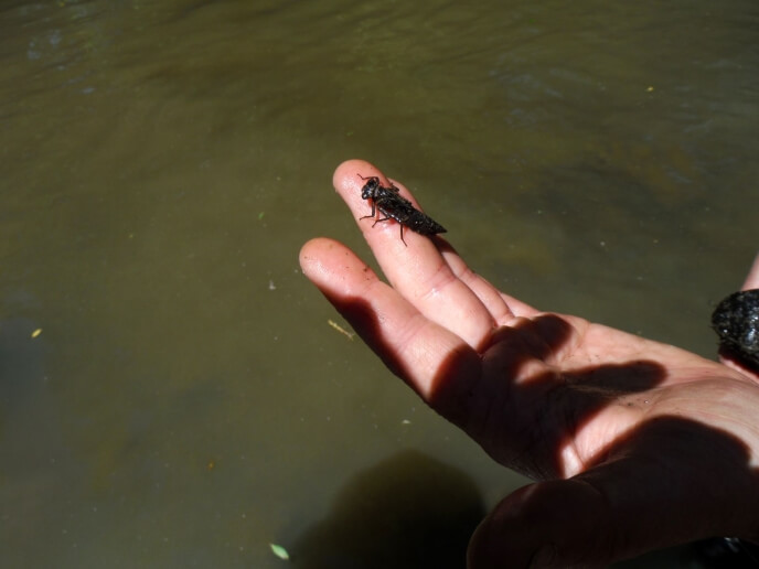 Un insecte sur la main